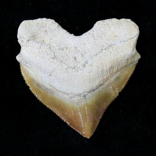 Nice Squalicorax (Crow Shark) Fossil Tooth #19286